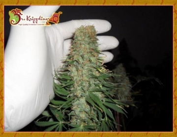 Mango Chutney cannabis plants in bloom, grown from Feminized seeds – ideal for home cultivation from Dr Krippling