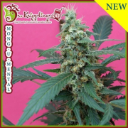 Mong-U-Mental cannabis plants in bloom, grown from Feminised seeds – ideal for home cultivation from Dr Krippling