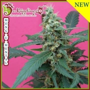 Mong-U-Mental cannabis plants in bloom, grown from Feminized seeds – ideal for home cultivation from Dr Krippling