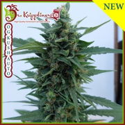 OG Kush Auto cannabis plants in bloom, grown from Automatic seeds – ideal for home cultivation from Dr Krippling
