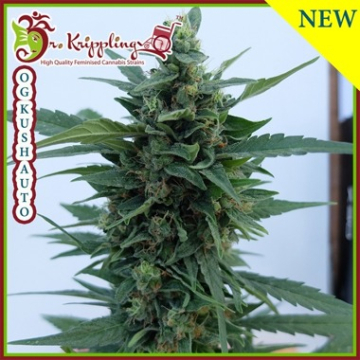 OG Kush Auto cannabis plants in bloom, grown from Automatic seeds – ideal for home cultivation from Dr Krippling