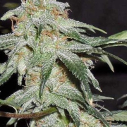 Pickled Diesel Auto cannabis plants in bloom, grown from Automatic seeds – ideal for home cultivation from Dr Krippling