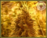 Puff Puff Pass Out cannabis plants in bloom, grown from Feminized seeds – ideal for home cultivation from Dr Krippling