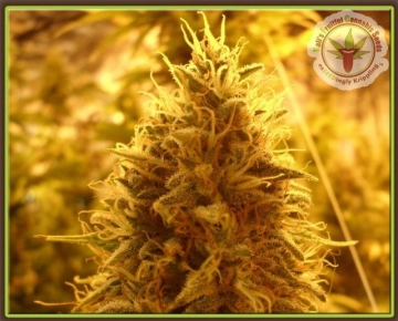 Puff Puff Pass Out cannabis plants in bloom, grown from Feminized seeds – ideal for home cultivation from Dr Krippling