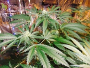 Red Leicester Tease cannabis plants in bloom, grown from Feminized seeds – ideal for home cultivation from Dr Krippling