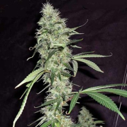 Sonic Bloom Auto cannabis plants in bloom, grown from Automatic seeds – ideal for home cultivation from Dr Krippling