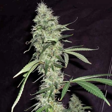 Sonic Bloom Auto cannabis plants in bloom, grown from Automatic seeds – ideal for home cultivation from Dr Krippling