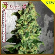 Super Skunk Auto cannabis plants in bloom, grown from Automatic seeds – ideal for home cultivation from Dr Krippling