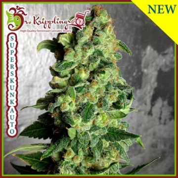 Super Skunk Auto cannabis plants in bloom, grown from Automatic seeds – ideal for home cultivation from Dr Krippling