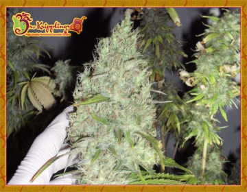 The Incredible Bulk cannabis plants in bloom, grown from Feminised seeds – ideal for home cultivation from Dr Krippling