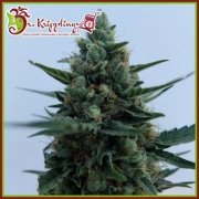 White Rush Auto cannabis plants in bloom, grown from Automatic seeds – ideal for home cultivation from Dr Krippling