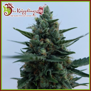White Rush Auto cannabis plants in bloom, grown from Automatic seeds – ideal for home cultivation from Dr Krippling
