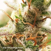 Auto Critical Orange Punch cannabis plants in bloom, grown from Automatic seeds – ideal for home cultivation from Dutch Passion