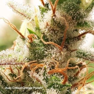 Auto Critical Orange Punch cannabis plants in bloom, grown from Automatic seeds – ideal for home cultivation from Dutch Passion