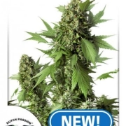 Auto Duck cannabis plants in bloom, grown from Automatic seeds – ideal for home cultivation from Dutch Passion