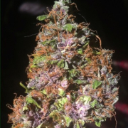 Auto Blackberry Kush cannabis plants in bloom, grown from Automatic seeds – ideal for home cultivation from Dutch Passion