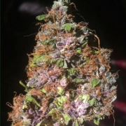 Auto Blackberry Kush cannabis plants in bloom, grown from Automatic seeds – ideal for home cultivation from Dutch Passion