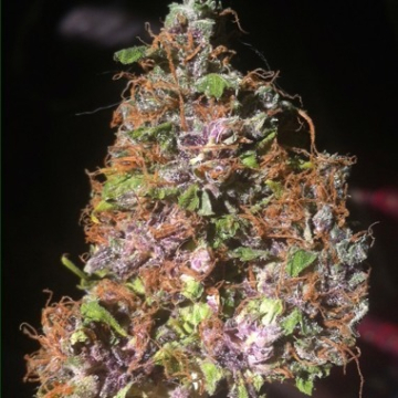 Auto Blackberry Kush cannabis plants in bloom, grown from Automatic seeds – ideal for home cultivation from Dutch Passion