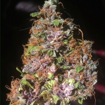 Auto Blackberry Kush cannabis plants in bloom, grown from Automatic seeds – ideal for home cultivation from Dutch Passion