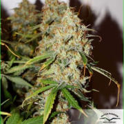 Auto Brooklyn Sunrise cannabis plants in bloom, grown from Automatic seeds – ideal for home cultivation from Dutch Passion