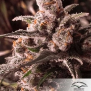 Auto Colorado Cookies cannabis plants in bloom, grown from Automatic seeds – ideal for home cultivation from Dutch Passion