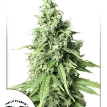 Auto Durban Poison cannabis plants in bloom, grown from Automatic seeds – ideal for home cultivation from Dutch Passion