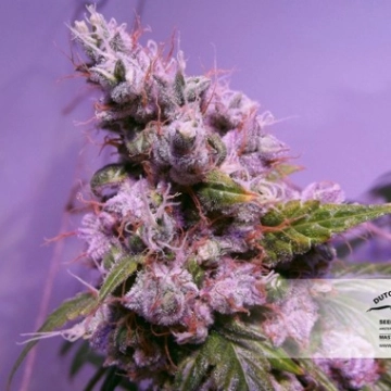Auto Euphoria cannabis plants in bloom, grown from Automatic seeds – ideal for home cultivation from Dutch Passion