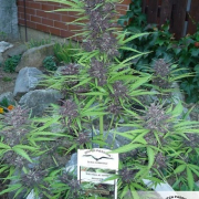 Auto Frisian Dew cannabis plants in bloom, grown from Automatic seeds – ideal for home cultivation from Dutch Passion