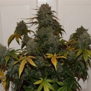 Auto Night Queen cannabis plants in bloom, grown from Automatic seeds – ideal for home cultivation from Dutch Passion