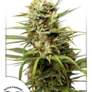 Auto White Widow cannabis plants in bloom, grown from Automatic seeds – ideal for home cultivation from Dutch Passion