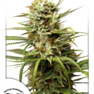 Auto White Widow cannabis plants in bloom, grown from Automatic seeds – ideal for home cultivation from Dutch Passion