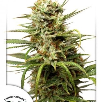Auto White Widow cannabis plants in bloom, grown from Automatic seeds – ideal for home cultivation from Dutch Passion