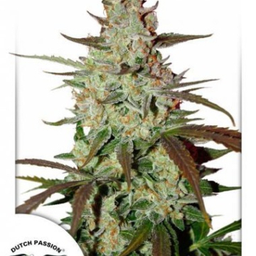 Blue Auto Mazar cannabis plants in bloom, grown from Automatic seeds – ideal for home cultivation from Dutch Passion