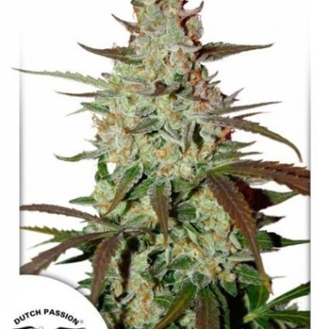 Blue Auto Mazar cannabis plants in bloom, grown from Automatic seeds – ideal for home cultivation from Dutch Passion
