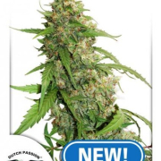 CBD Auto Compassion Lime cannabis plants in bloom, grown from Automatic seeds – ideal for home cultivation from Dutch Passion