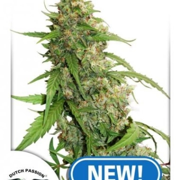CBD Auto Compassion Lime cannabis plants in bloom, grown from Automatic seeds – ideal for home cultivation from Dutch Passion