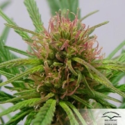 CBD ComPassion cannabis plants in bloom, grown from Feminized seeds – ideal for home cultivation from Dutch Passion