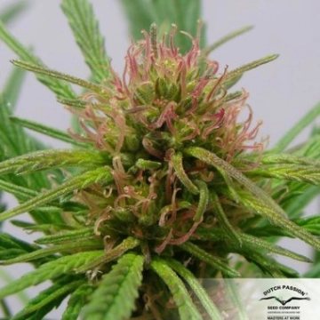 CBD ComPassion cannabis plants in bloom, grown from Feminized seeds – ideal for home cultivation from Dutch Passion