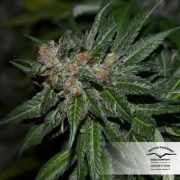 CBD Kush cannabis plants in bloom, grown from Feminized seeds – ideal for home cultivation from Dutch Passion