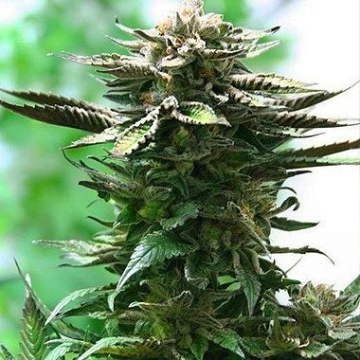 Blue Moonshine cannabis plants in bloom, grown from Feminized seeds – ideal for home cultivation from Dutch Passion