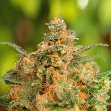 Brainstorm cannabis plants in bloom, grown from Feminised seeds – ideal for home cultivation from Dutch Passion