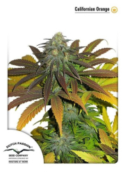 Californian Orange cannabis plants in bloom, grown from Feminised seeds – ideal for home cultivation from Dutch Passion