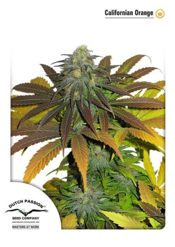 Californian Orange cannabis plants in bloom, grown from Feminised seeds – ideal for home cultivation from Dutch Passion