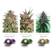 Colour Mix 1 Outdoor cannabis plants in bloom, grown from Feminised seeds – ideal for home cultivation from Dutch Passion