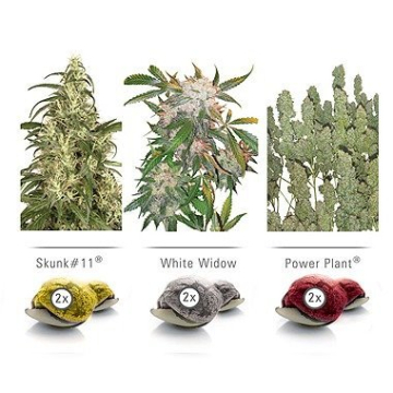 Colour Mix 3 Indoor cannabis plants in bloom, grown from Feminised seeds – ideal for home cultivation from Dutch Passion