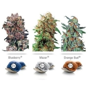 Colour Mix 4 cannabis plants in bloom, grown from Feminized seeds – ideal for home cultivation from Dutch Passion