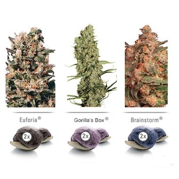 Colour Mix 5 cannabis plants in bloom, grown from Feminized seeds – ideal for home cultivation from Dutch Passion