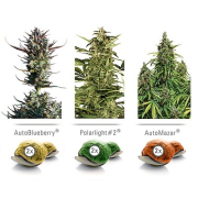 Colour Mix 6 cannabis plants in bloom, grown from Feminised seeds – ideal for home cultivation from Dutch Passion