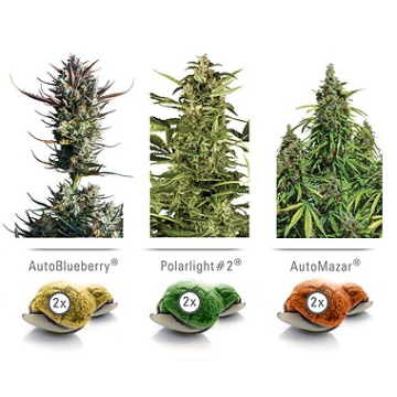 Colour Mix 6 cannabis plants in bloom, grown from Feminised seeds – ideal for home cultivation from Dutch Passion