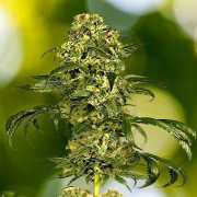 Dolce Vita cannabis plants in bloom, grown from Feminised seeds – ideal for home cultivation from Dutch Passion